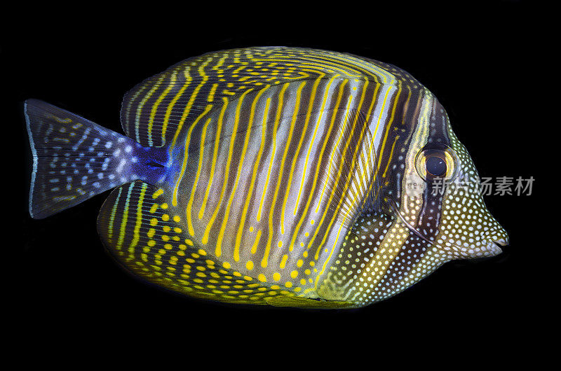 Sailfin tang （Zebrasoma veliferum）